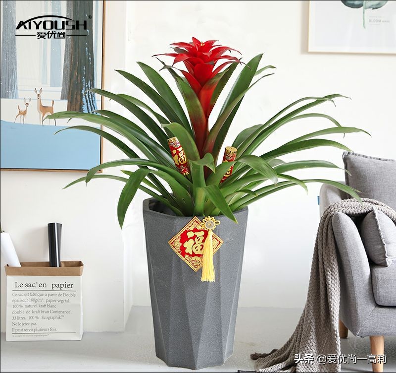 完美搭配，背阴阳台咱们也可以打造一个花园！