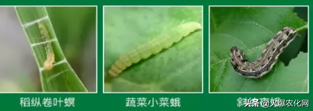 甲维盐多久能杀死虫子,甲维盐高氯能杀红蜘蛛吗