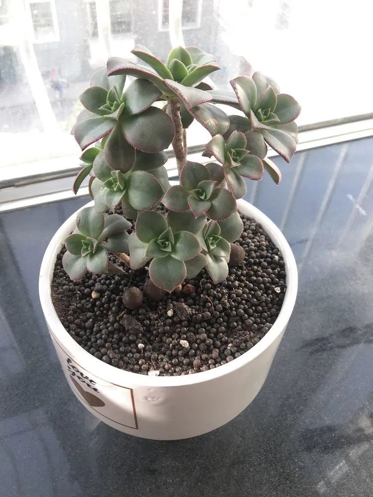 多肉新年寄语,养多肉七八年用心沉淀静待花开