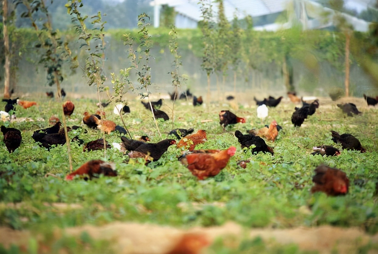 圣农股份养鸡,圣农发展在养鸡业排行榜