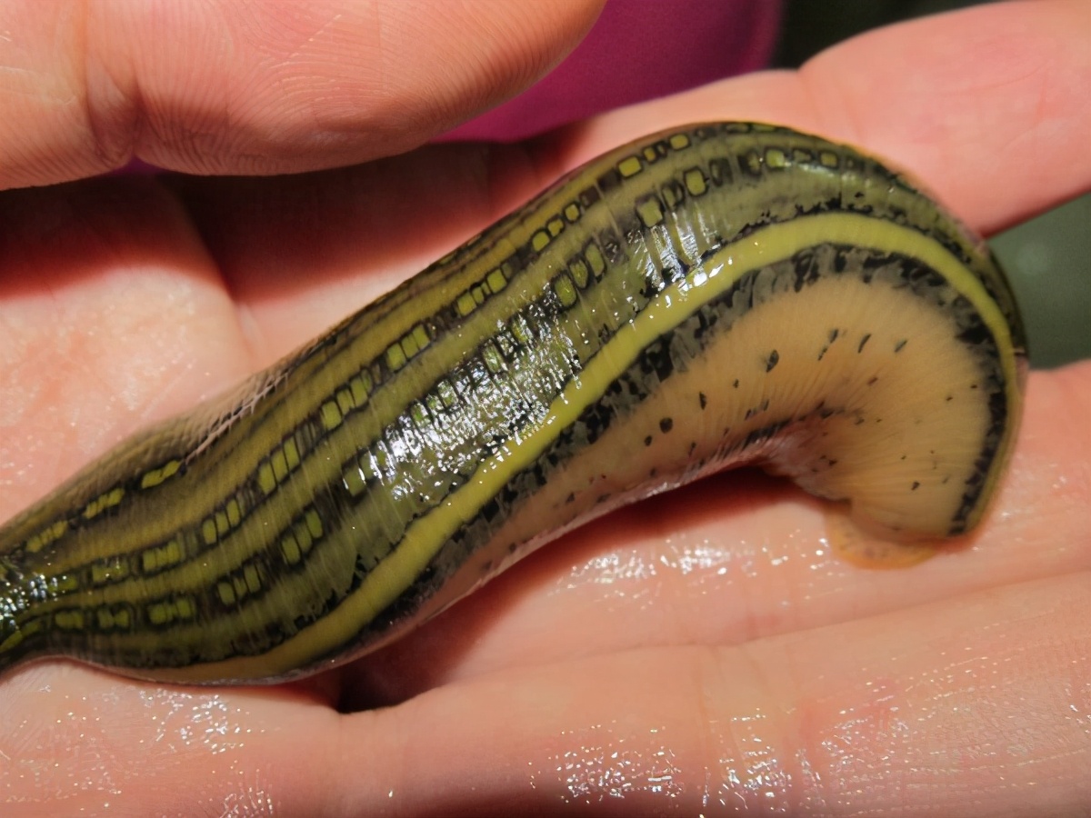 被水蛭咬了后怎么弄出来,水蛭被人吃进肚子里它能活多久