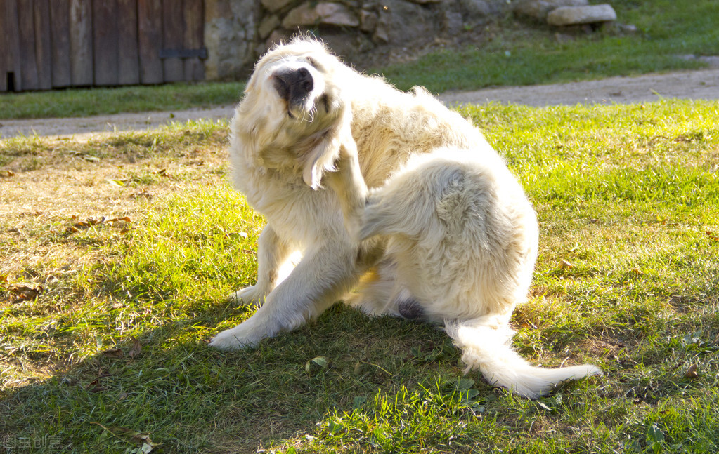 狗狗经常挠皮肤会感染吗,狗狗频繁挠耳朵