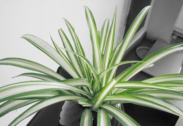 吊兰养开花了,吊兰如何养得又绿又壮