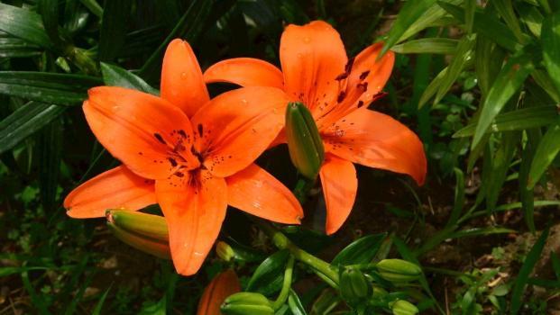 如何种植百合花开花少,百合花这样种植一年就能开花爆盆