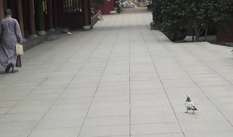 潇洒的奶奶是怎么来的,洒脱的老奶奶舞蹈视频