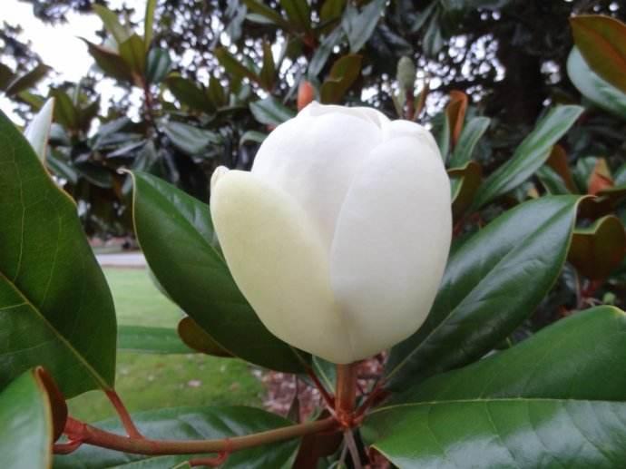 养护橡皮树关注“5点”，叶绿锃亮花开不断，不愧绿色“吸尘器