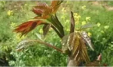 一种野菜治一种病，还能养颜瘦下10斤！为了家人，赶紧收藏！