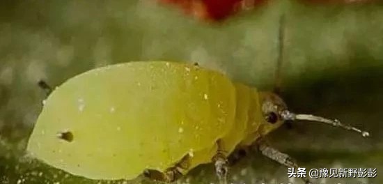 杀灭地下害虫用什么药浇灌,毒辛农药怎样杀灭地下害虫