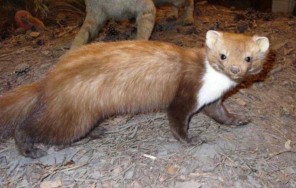 为什么老人常说黄鼠狼杀不得,为啥老人说黄鼠狼杀不得