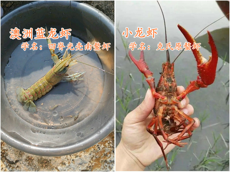 彩色大虾,广东水库彩色斑点小鱼