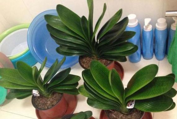 油烟机的废油别扔留下省钱又实用,油烟机废油养花的正确方法