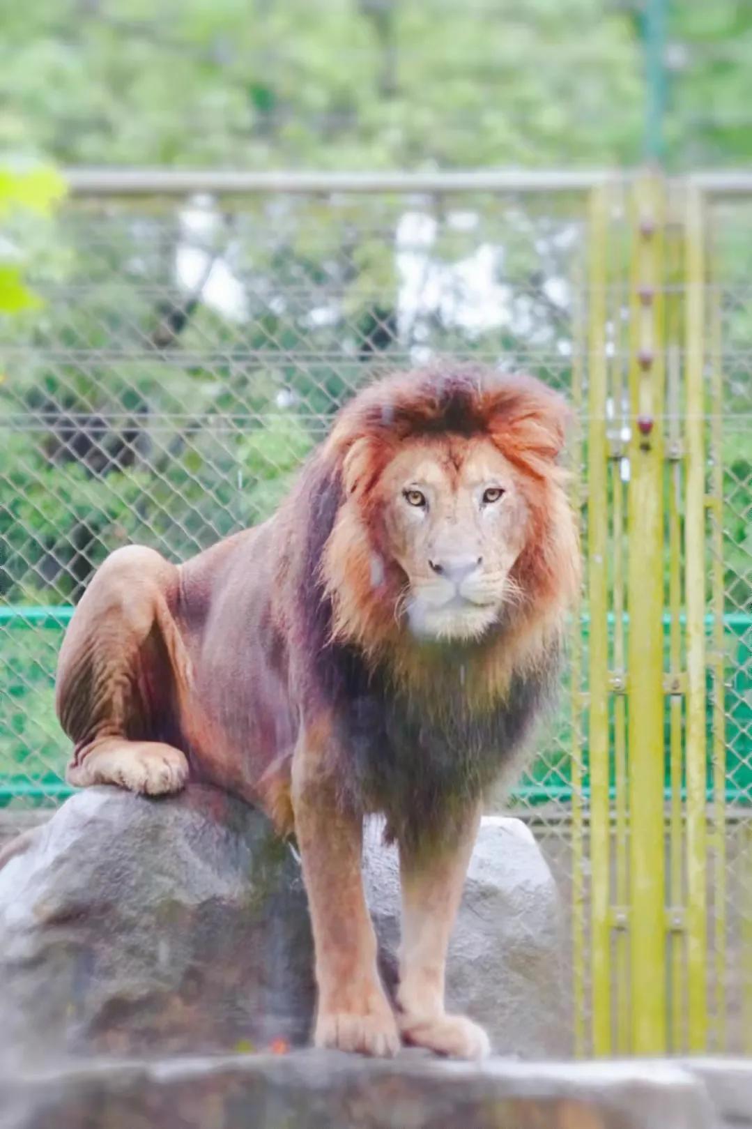 上海野生动物园真的值得去吗,上海野生动物园好玩吗值得去吗