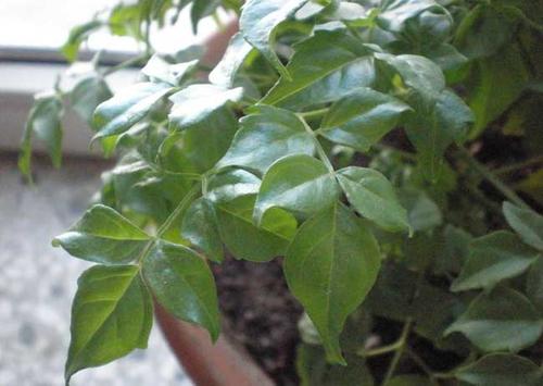 幸福树叶有黑色斑点怎么治理,幸福树叶片有斑点黄了怎么补救