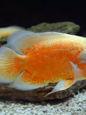 韩国旅游攻略5-6月天气,去韩国首尔旅游攻略最新版