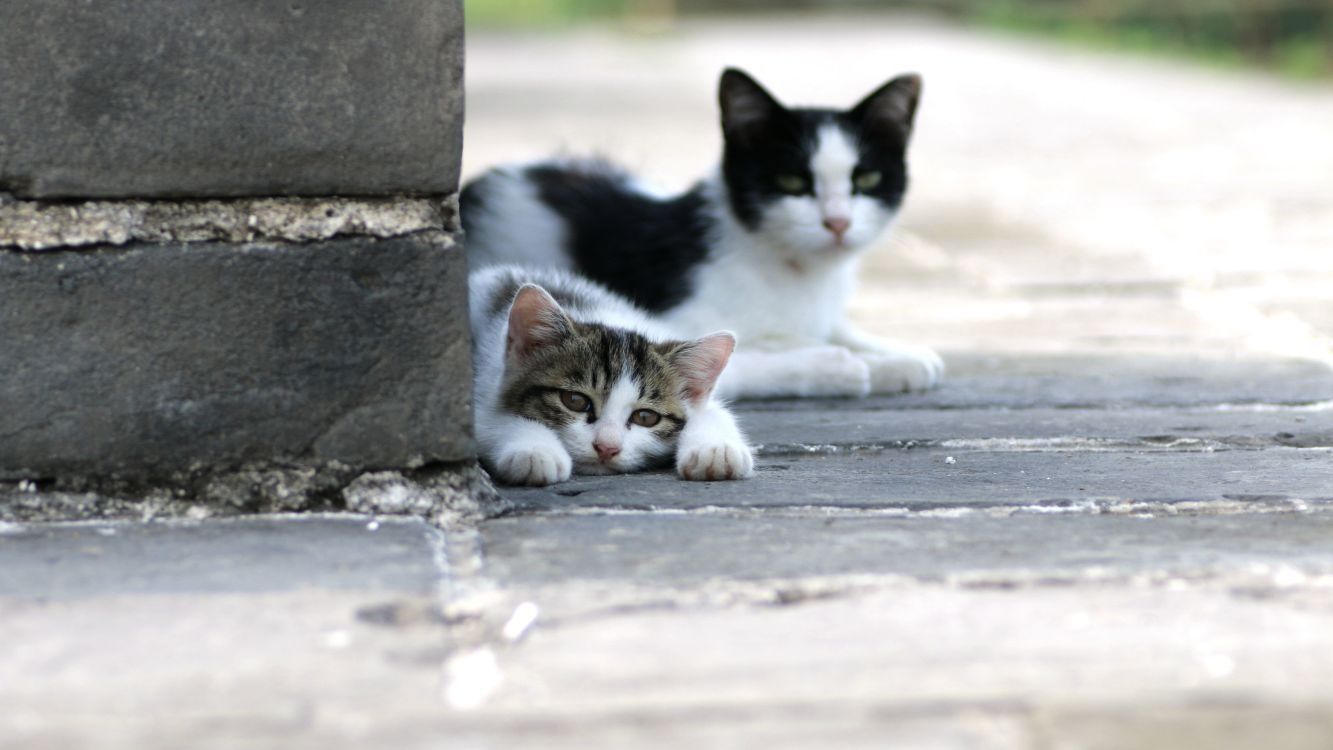 怎么预防流浪猫带来的病毒,怎么知道流浪猫有没有携带病毒