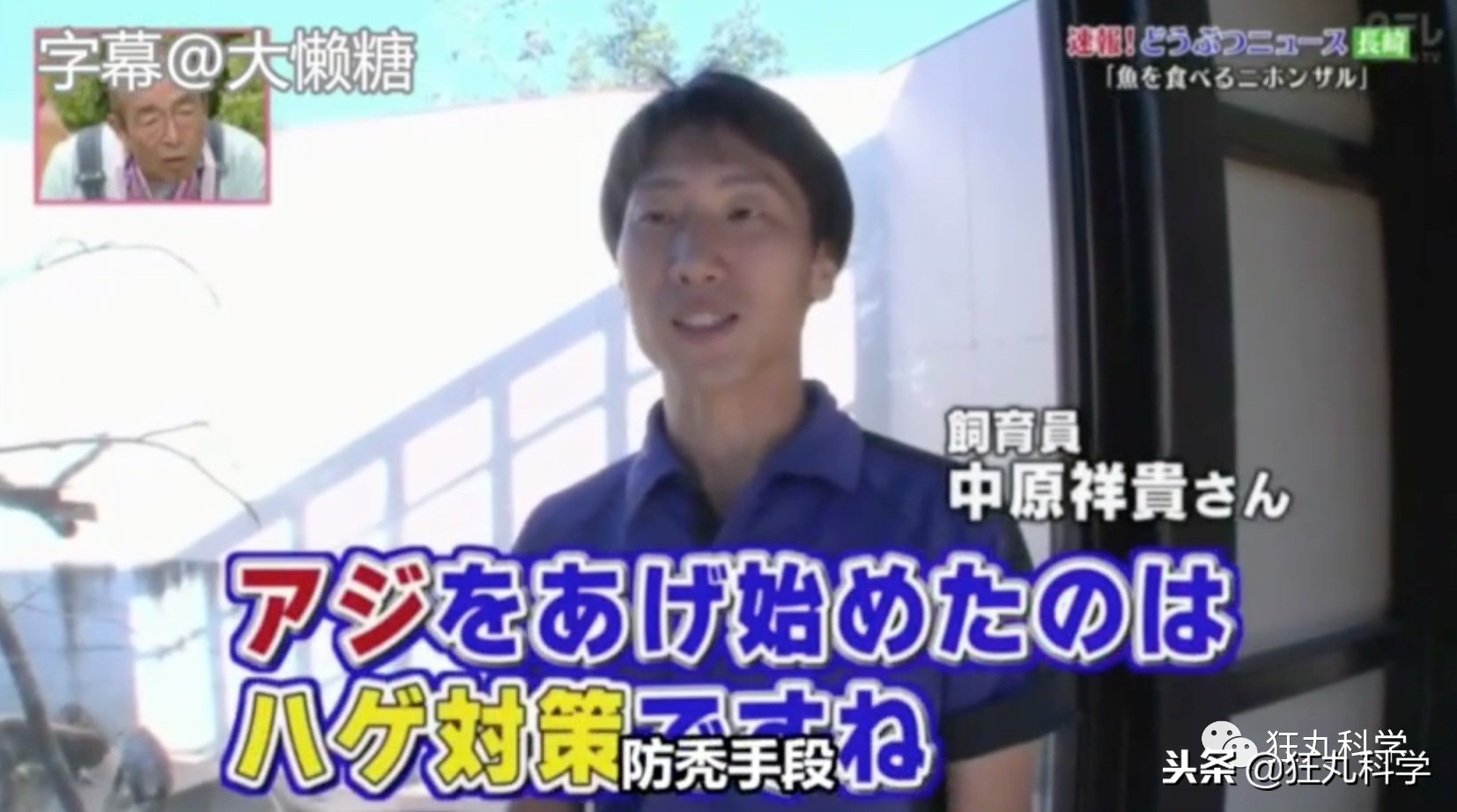 日本秃头猴子吃鱼10个月生发成功，脱发网友求购买链接