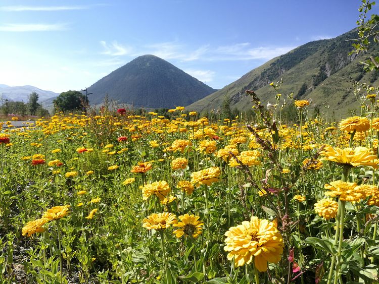 知见诗社图解,知见诗社经典笔记