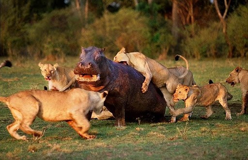 河马发疯有多可怕咬碎狮子头骨,河马杀死狮子真实视频