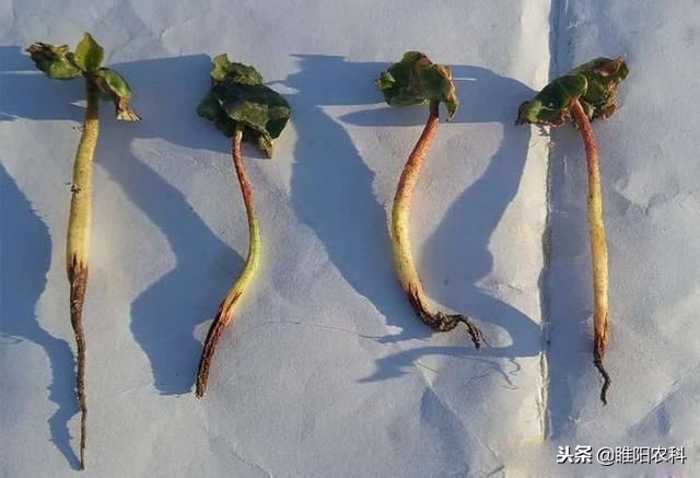 防治立枯病、纹枯病专用药，既经济又高效