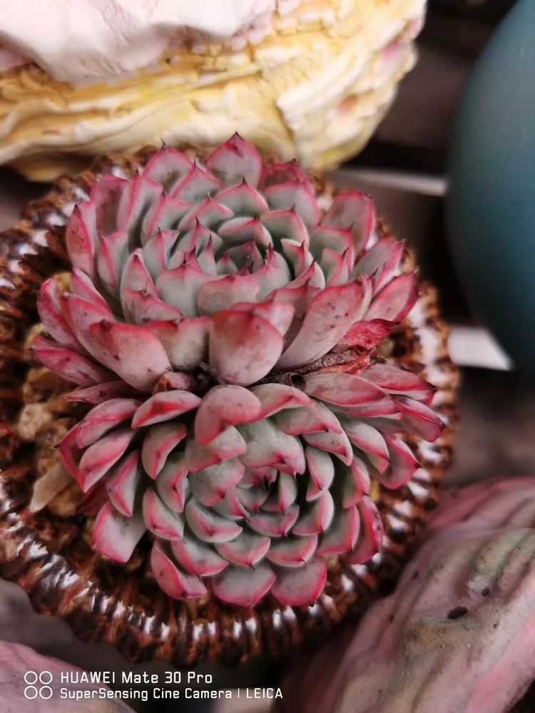 冬日如何更好地养多肉,冬天可以户外养护的多肉