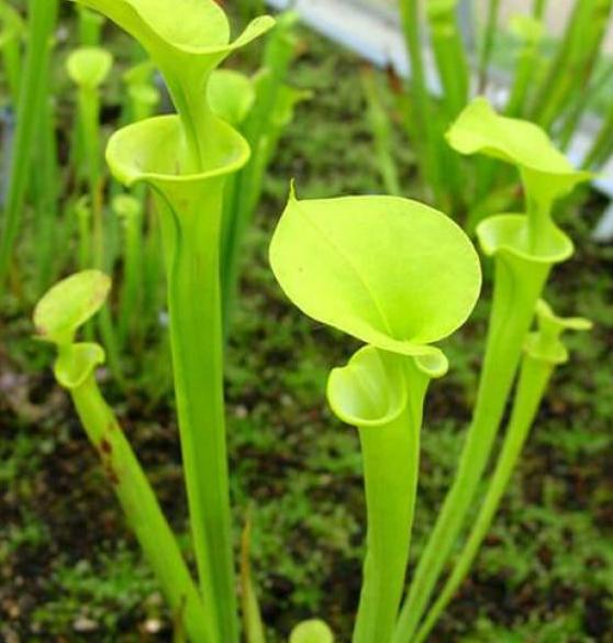 最吸引虫子的食虫植物,自然界克制蚊子苍蝇的植物