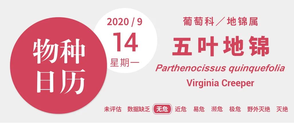 爬山虎的脚课文的优美词汇,爬山虎的脚是几年级课文