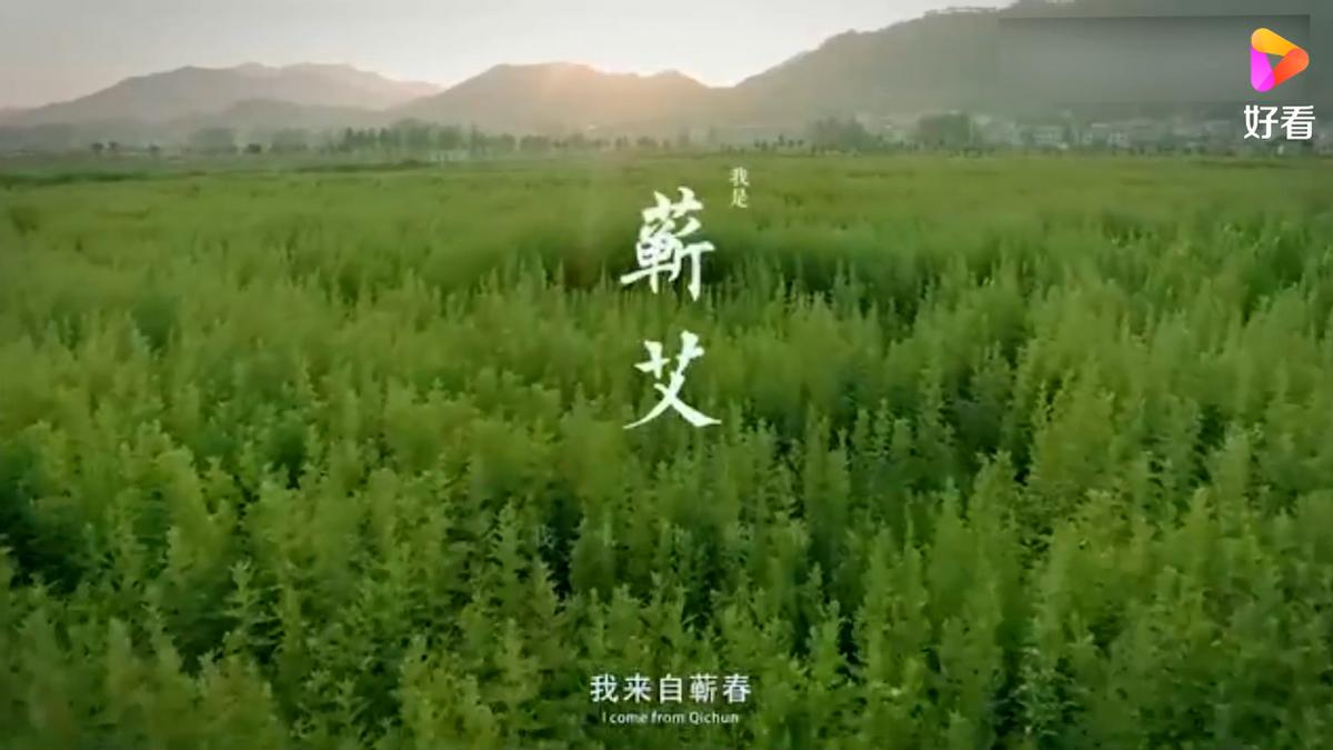 艾条批发怎样购买艾条,艾条在哪买又便宜又多