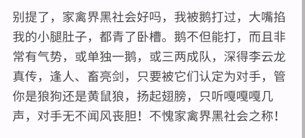 老虎幼崽追大鹅被反杀逃进笼,大鹅大战老虎老虎被吓瘫软