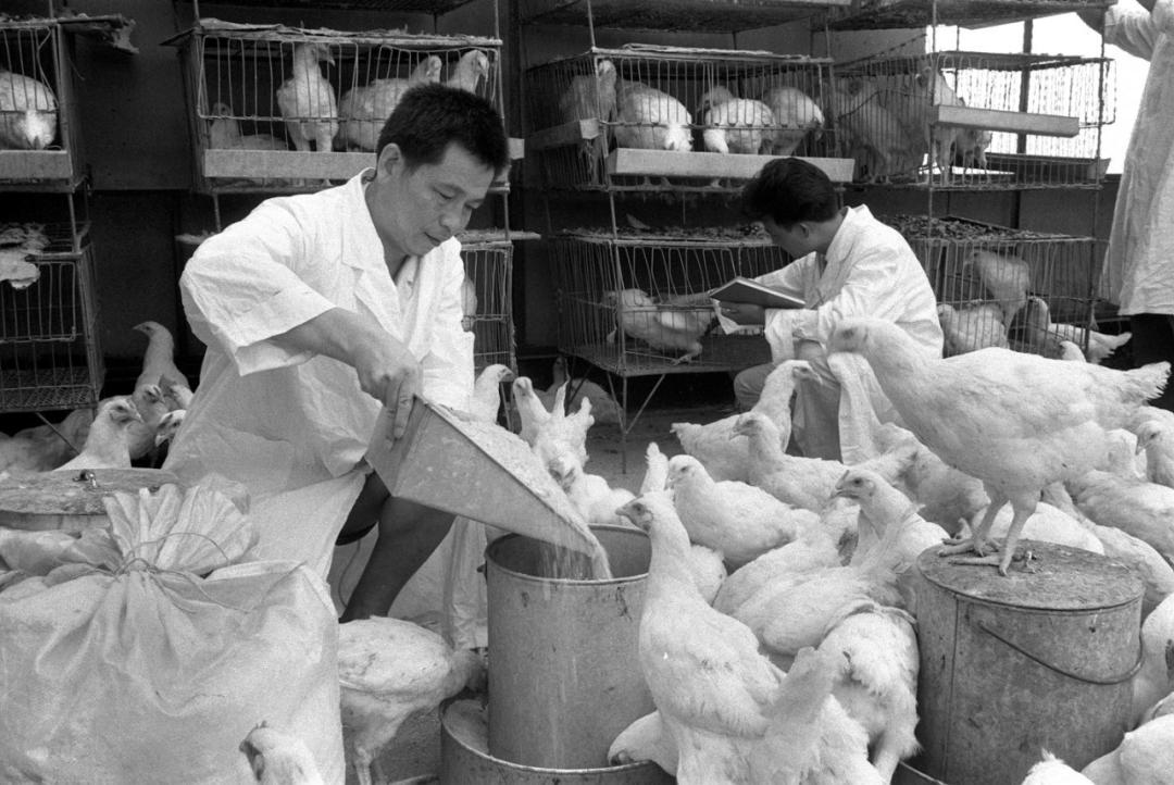 中国大豆惨败的一战,中国大豆困局如何解决