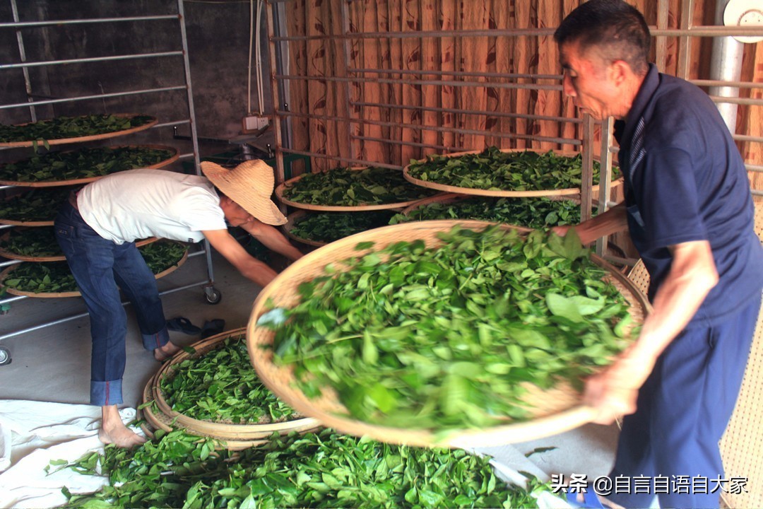 哪来那么多‘真假’茶叶？莫非现在茶叶还能“人造”了？