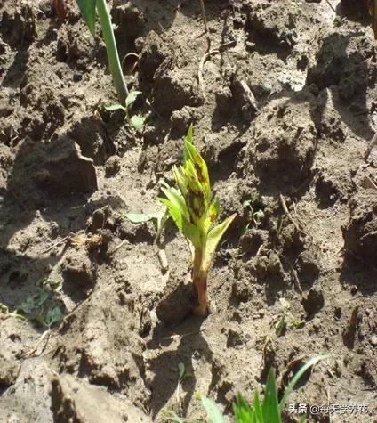 百合虫害的防治方法,百合病虫防治和管理