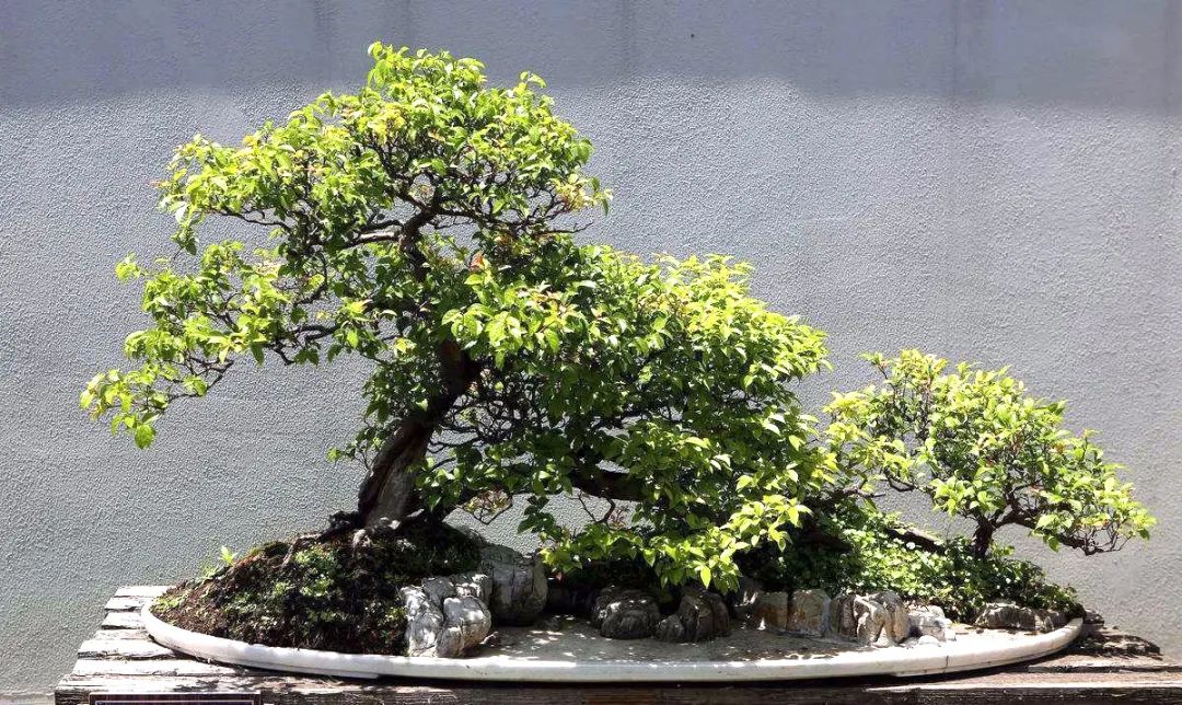 雀梅老桩盆景的造型,雀梅盆景树桩大全