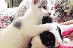 瀹犵埍鍥介檯鍔ㄧ墿璇婄枟涓績,瀹犵埍鍥介檯鍔ㄧ墿鍖婚櫌鍖椾含瑗跨珯