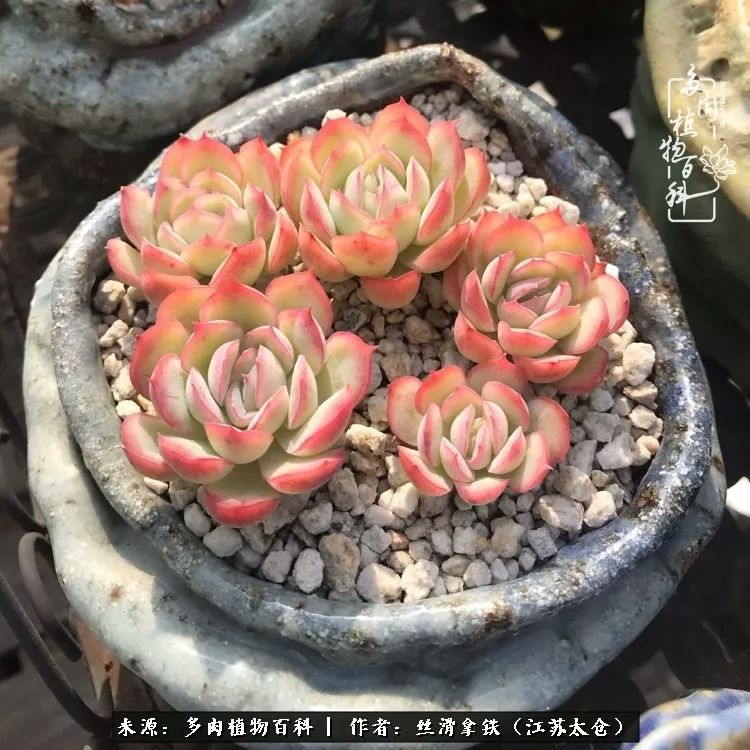 秋叶将落,秋叶即将落下你依然美丽