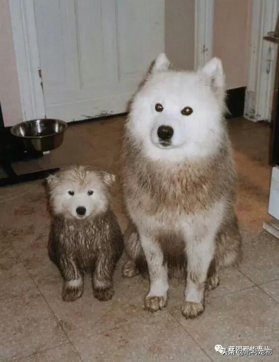 要狗看门？千万别选萨摩耶！这货除了笑不会干别的了