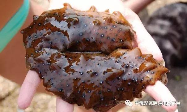 俄罗斯海参怎么分参龄,俄罗斯的海参好还是辽参好