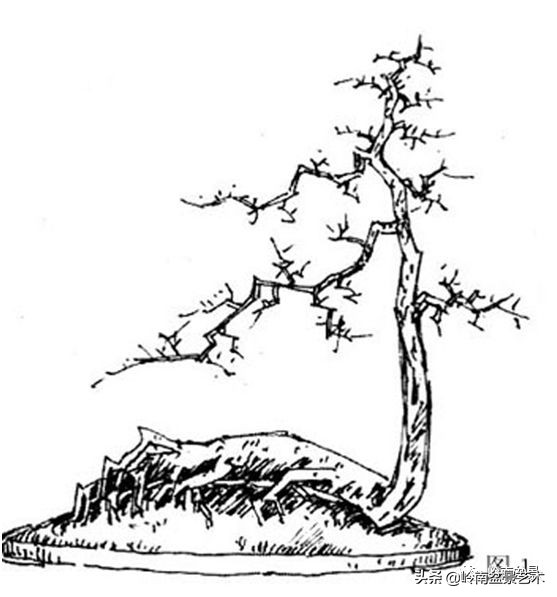 盆景侧枝和飘枝有什么区别,盆景大飘枝讲解