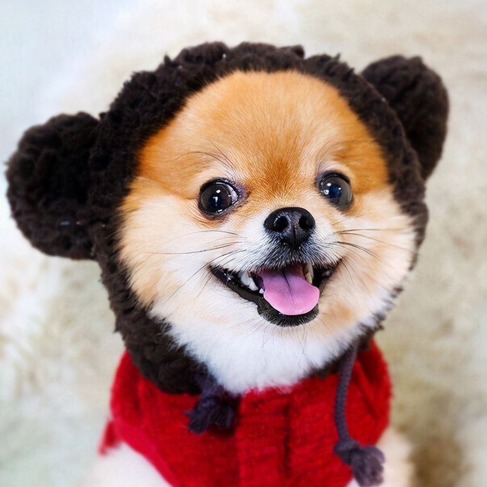 被流浪狗咬了，该找谁负责？这些规定你要尽早知道