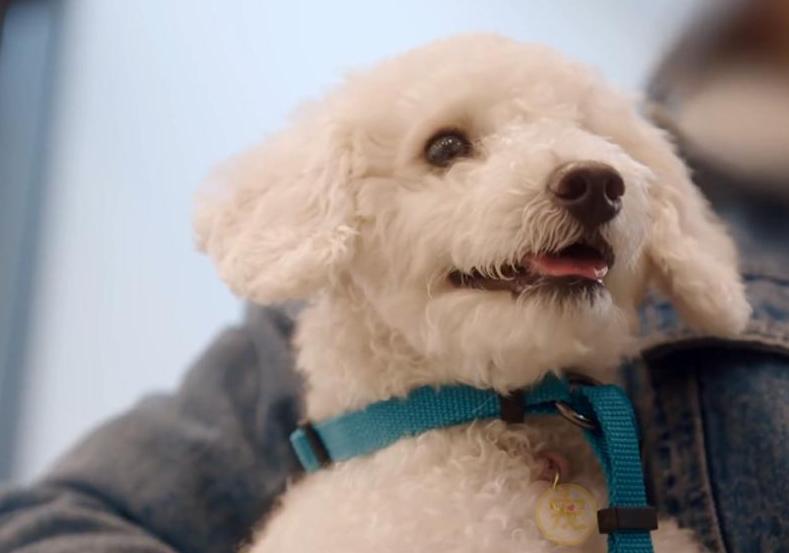 比熊突然特别凶叫怎么办,比熊突然浑身疼是怎么了