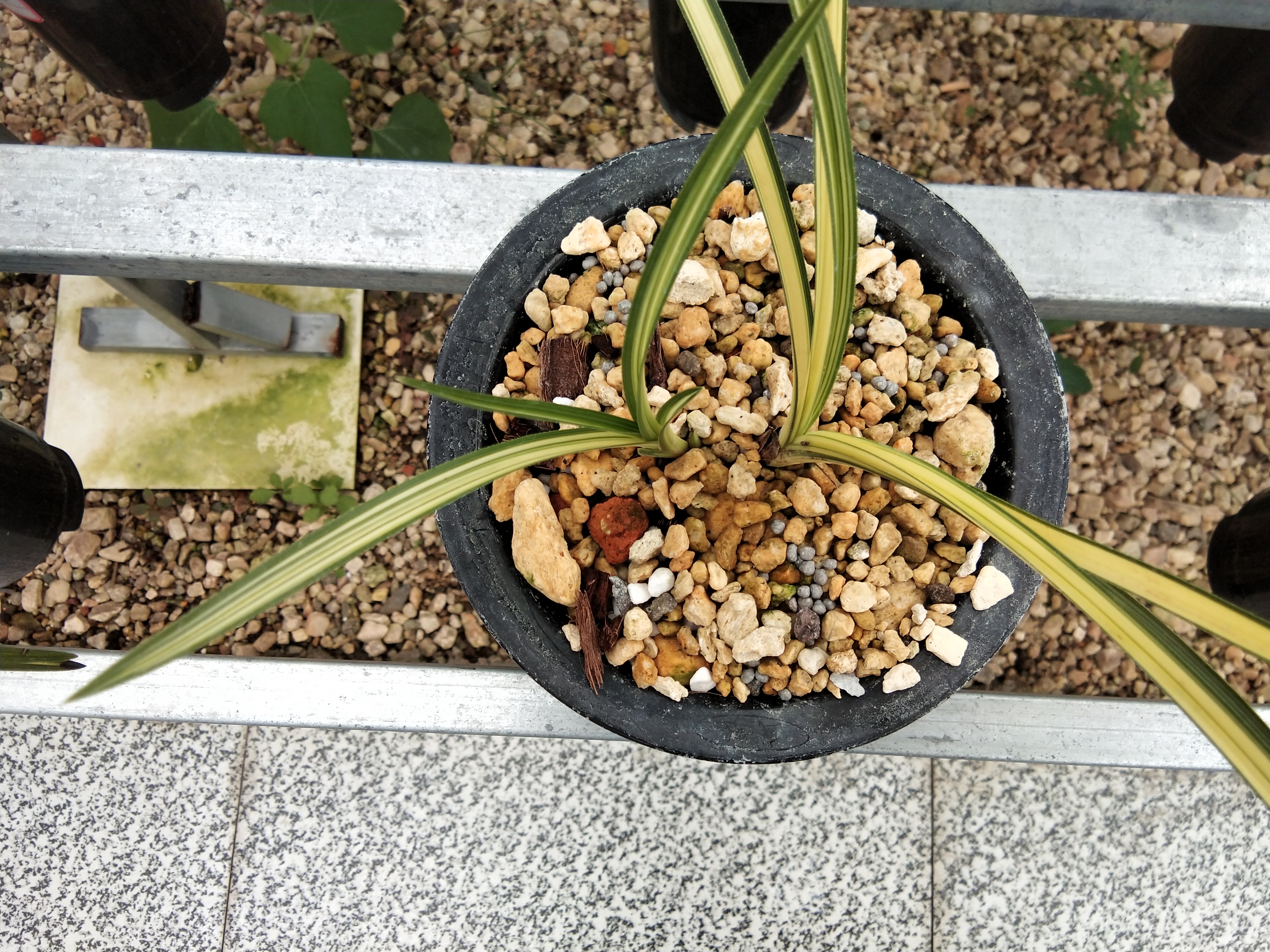 野生兰花驯化和诱变,兰花品种分辨及养兰技巧