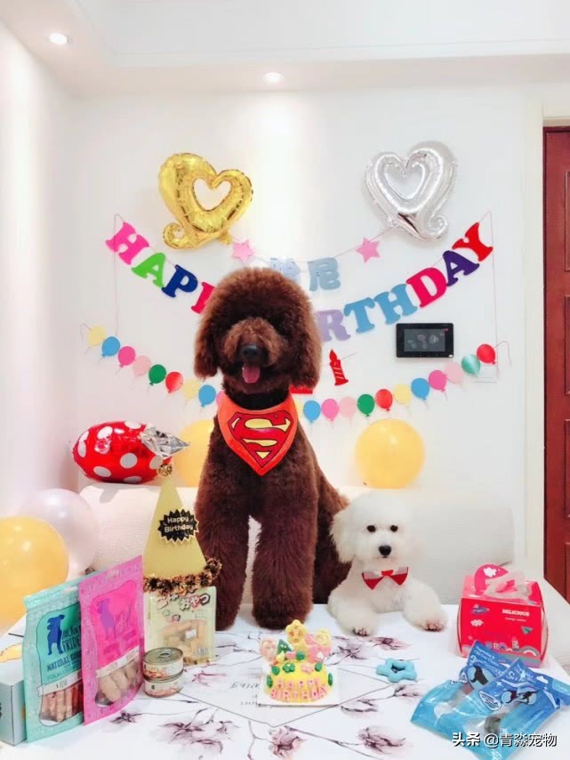 泰迪最后两颗牙齿牙结石怎么去,泰迪狗牙结石严重能吃什么啊