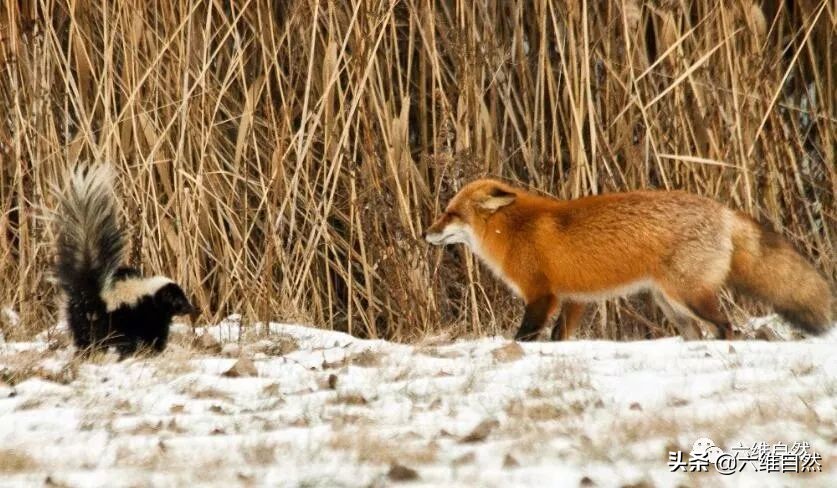鑷棘鏀惧眮鏀诲嚮鐙愮嫺,鐙愮嫺鑷棘