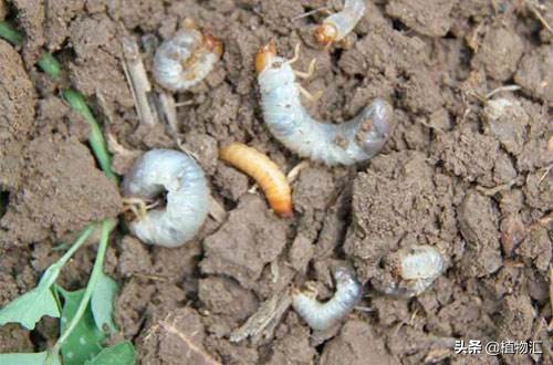 教你识别十大虫害,专治各种害虫图谱大全