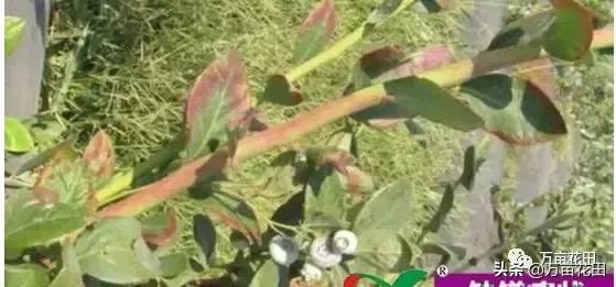 蓝莓缺铁怎么补最快,蓝莓叶子缺铁的表现