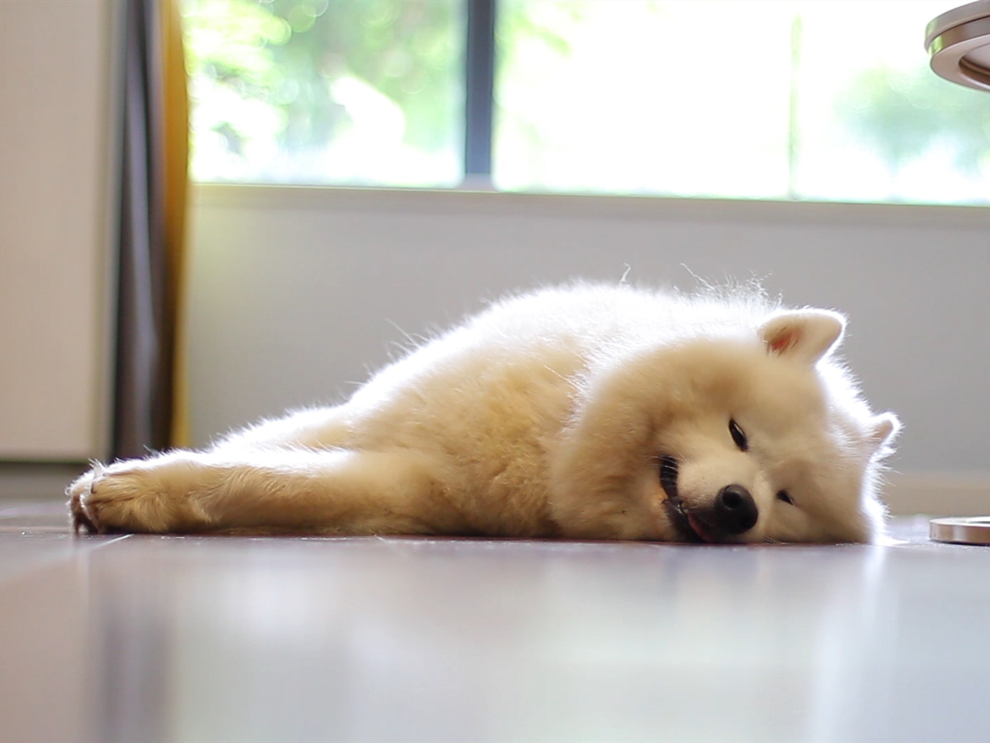 铲屎官防止狗中暑原视频,天气热狗狗中暑