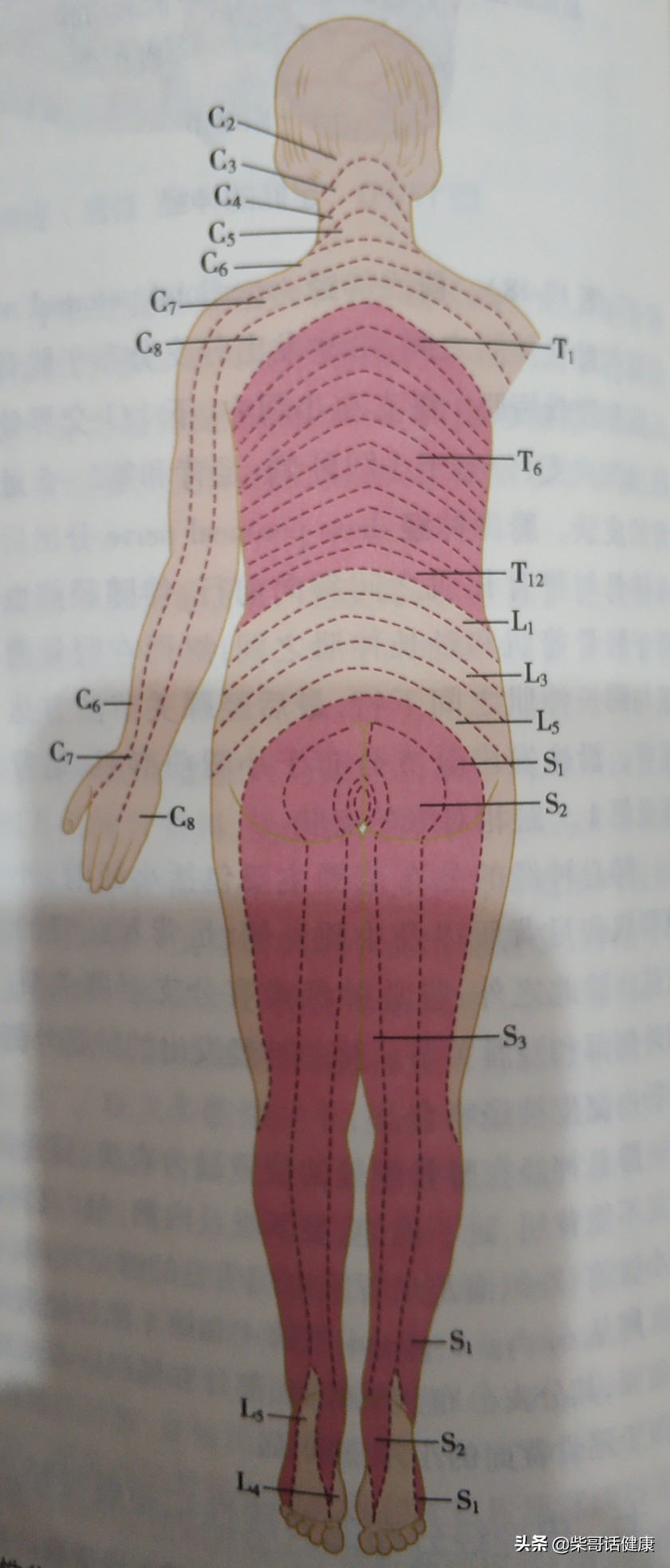 颈椎诊断,颈椎腰椎诊断怎么写