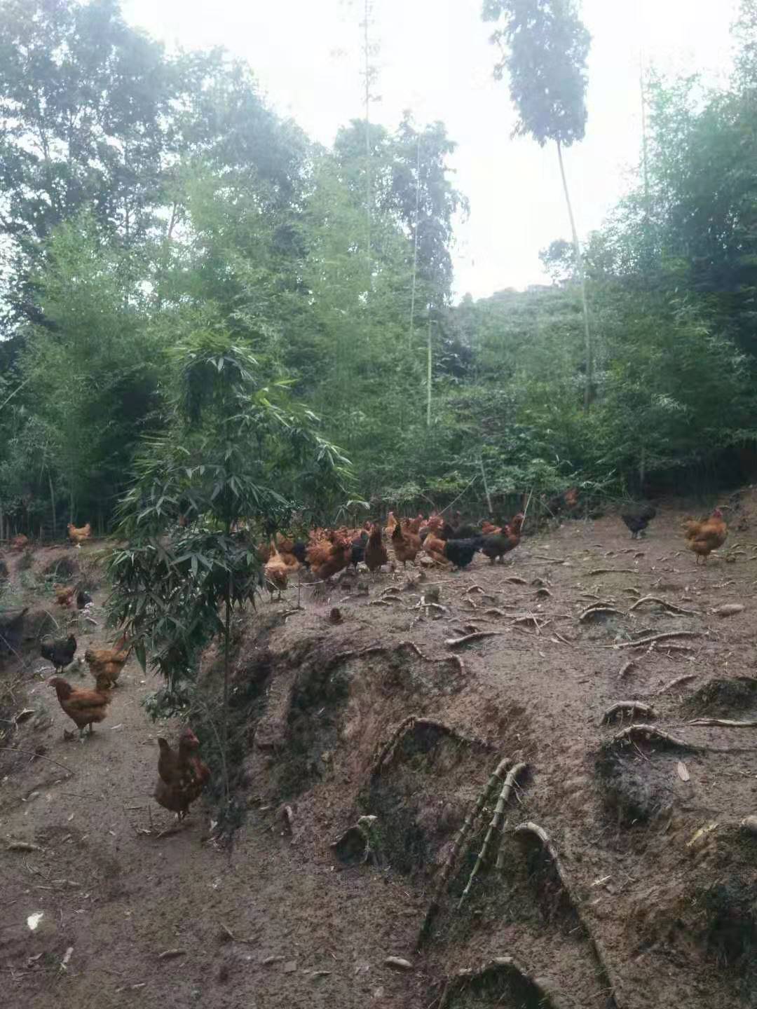 有机土鸡蛋养殖,什么是农村散养土鸡蛋