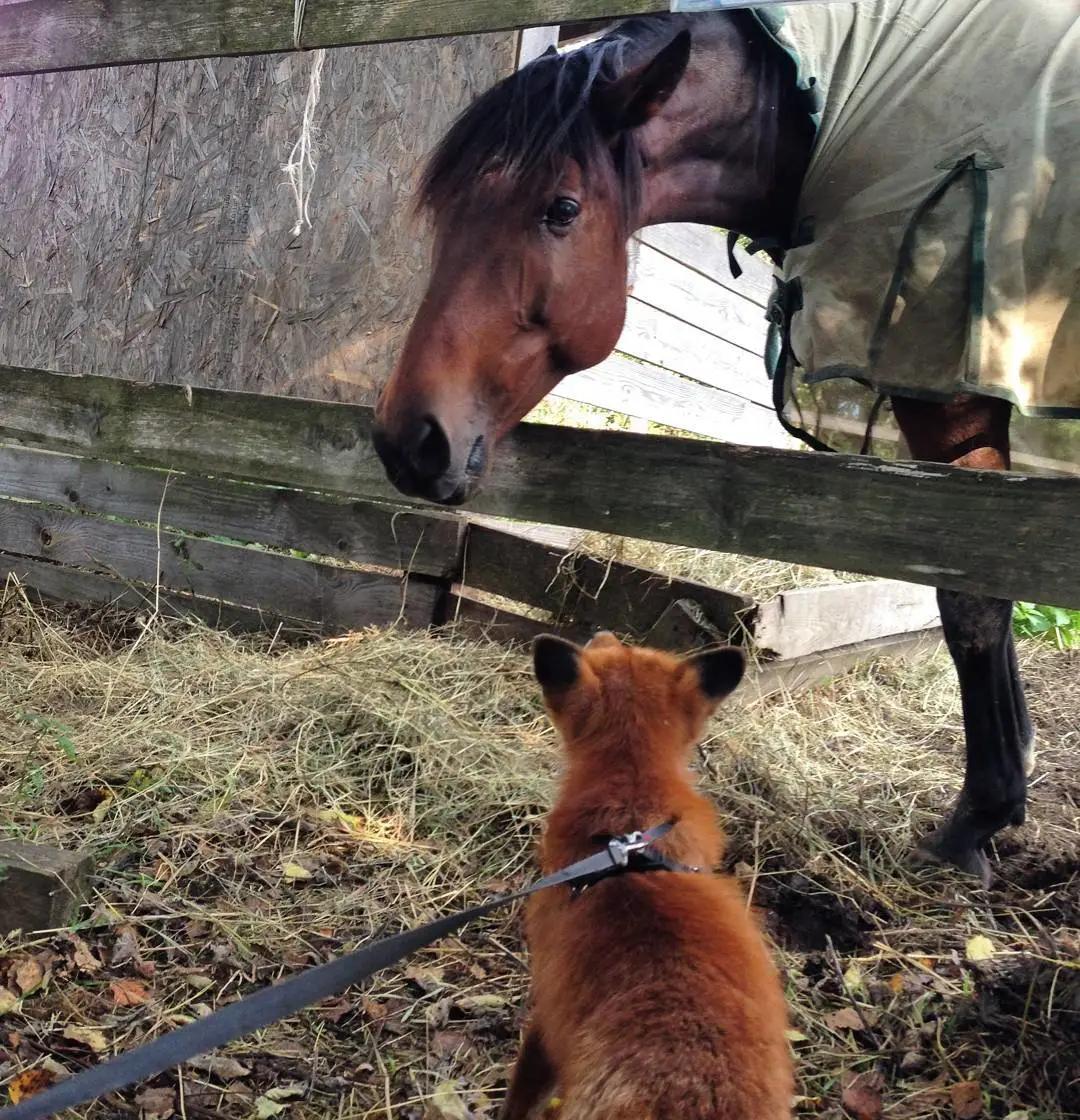 俄罗斯小哥救了兔狲,俄罗斯小哥救了只兔狲