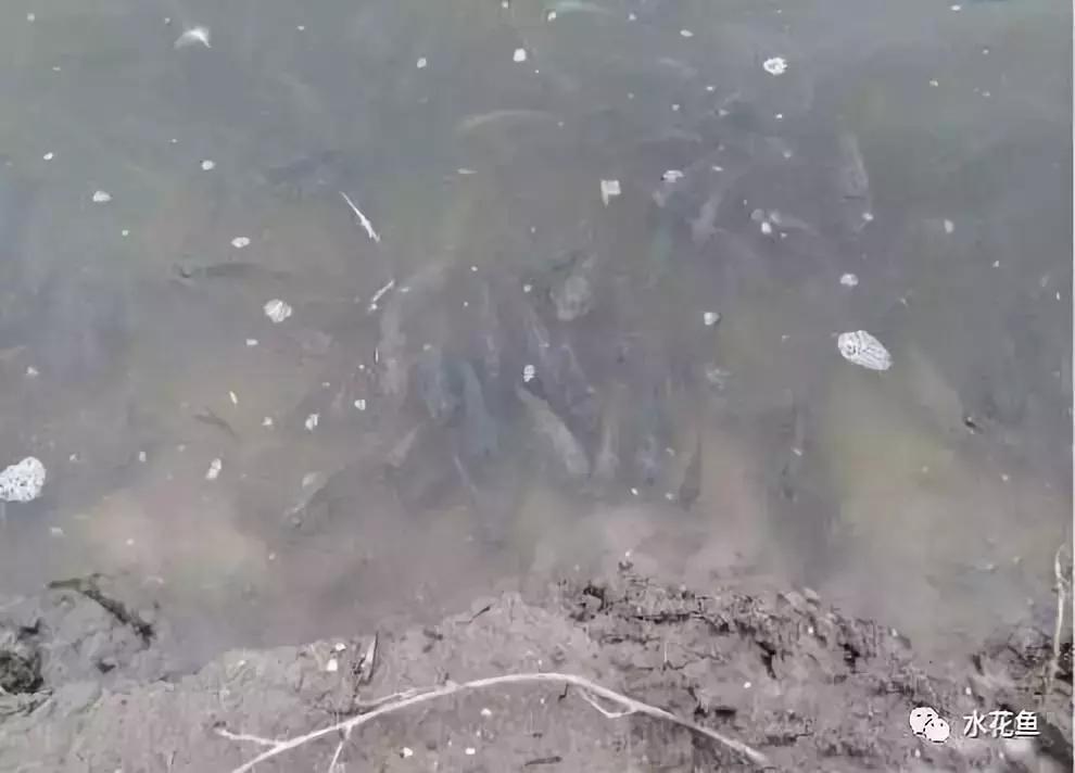 水产养殖低温用什么药,水产养殖不能使用什么药物