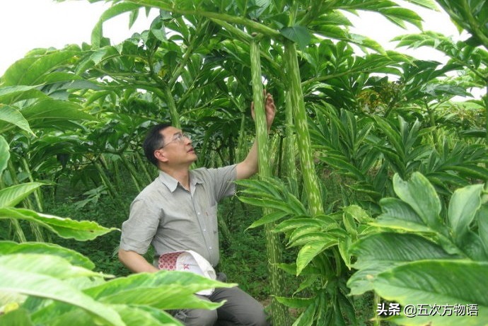 天南星不适合什么人吃,天南星跟南星一样吗有毒吗